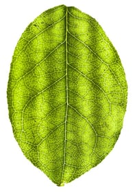 Biosolar-leaf